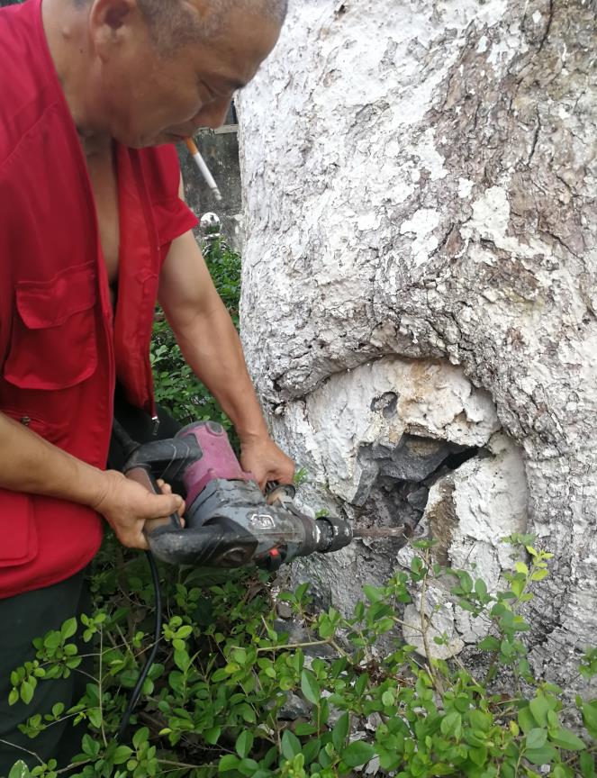 飞艇168历史开奖记录查询_株洲园林绿化养护|株洲绿化管理|病虫害防治哪里的好|株洲园林绿化工程公司|白蚁防治病虫害治理