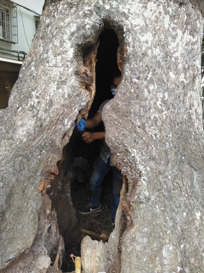 飞艇168历史开奖记录查询_株洲园林绿化养护|株洲绿化管理|病虫害防治哪里的好|株洲园林绿化工程公司|白蚁防治病虫害治理