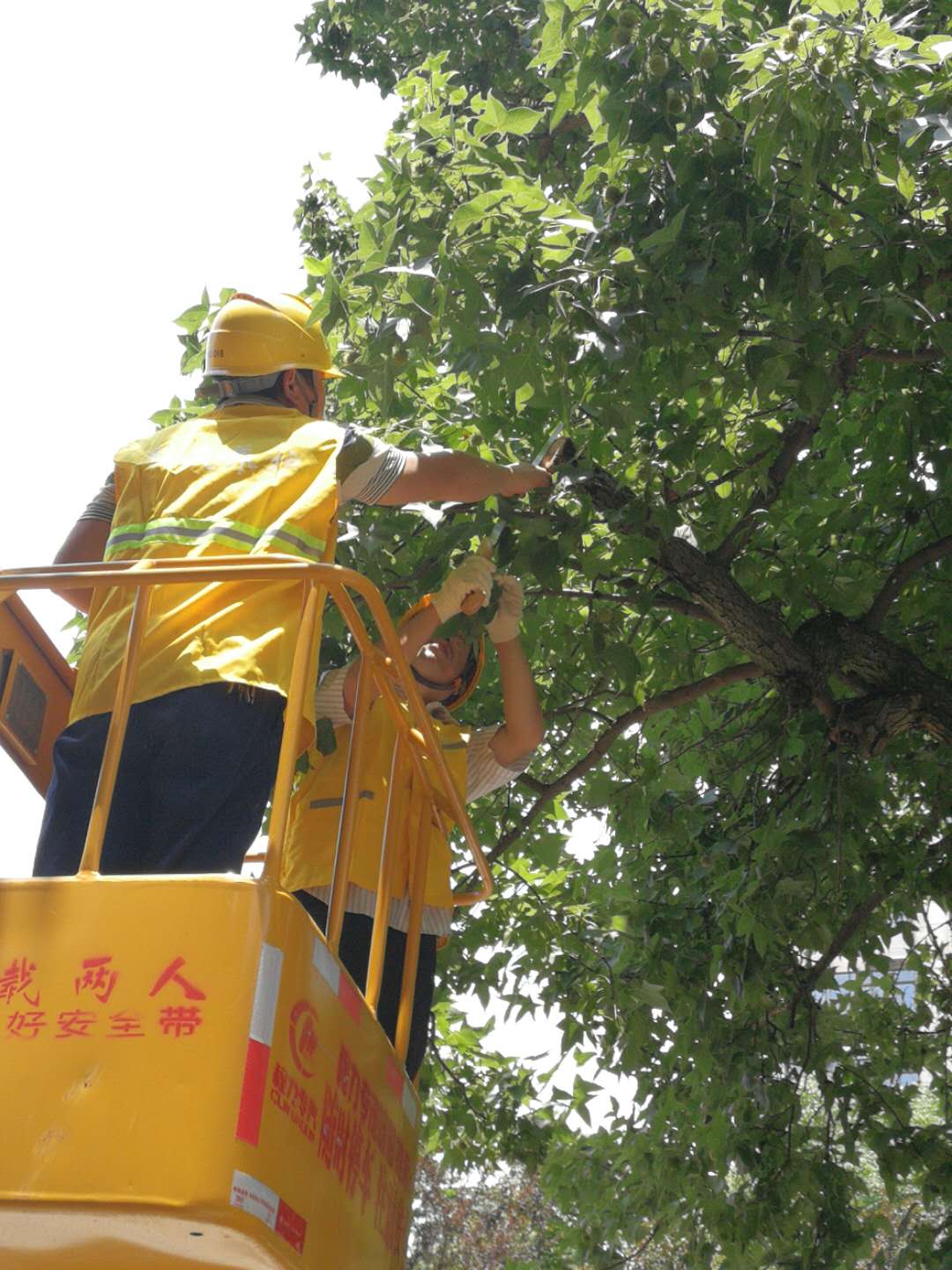 飞艇168历史开奖记录查询_株洲园林绿化养护|株洲绿化管理|病虫害防治哪里的好|株洲园林绿化工程公司|白蚁防治病虫害治理