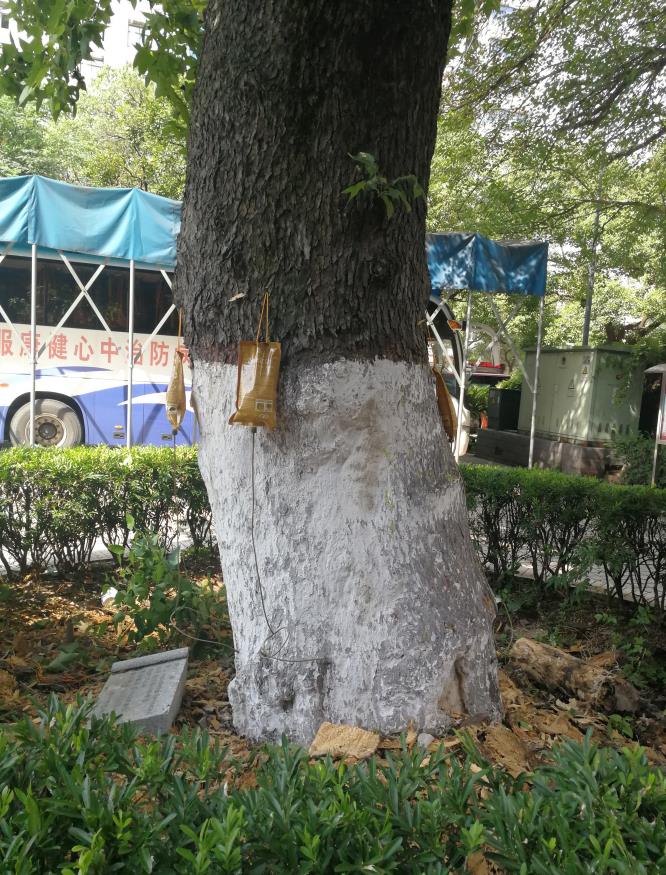 飞艇168历史开奖记录查询_株洲园林绿化养护|株洲绿化管理|病虫害防治哪里的好|株洲园林绿化工程公司|白蚁防治病虫害治理