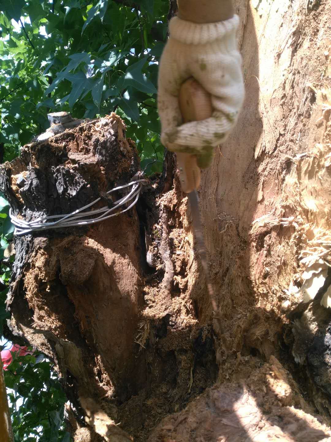 飞艇168历史开奖记录查询_株洲园林绿化养护|株洲绿化管理|病虫害防治哪里的好|株洲园林绿化工程公司|白蚁防治病虫害治理